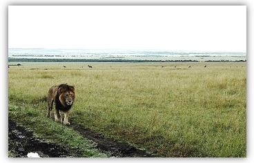 Aslan_at_maasai_(small2)