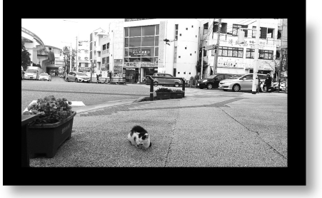 cat_on_street