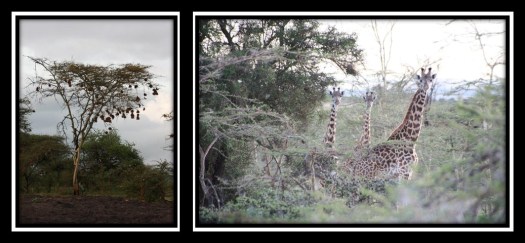 crista_kenya_day4_pic9