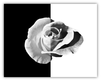 flower_bw_wb_frame_small_size