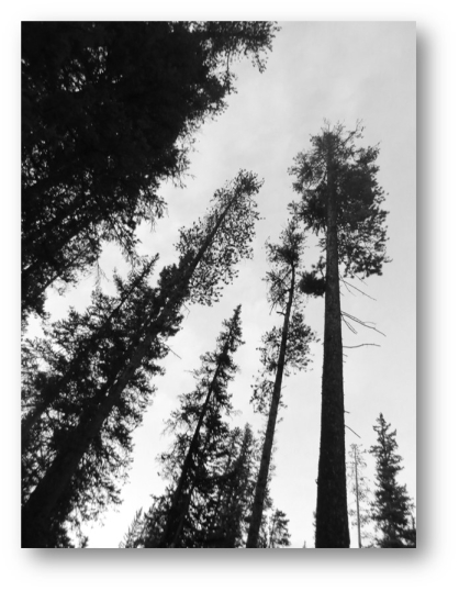 inthepinesinthepines2